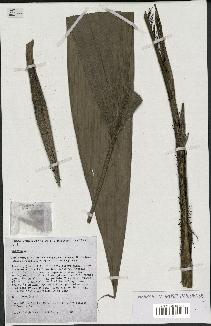 spécimen de Bactris sp.