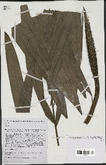 spécimen de Bactris sp.