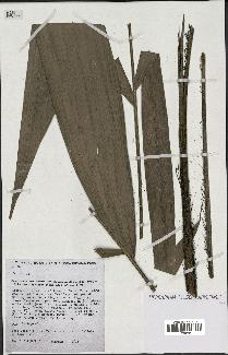 spécimen de Bactris sp.