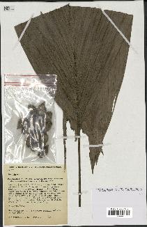 spécimen de Bactris sp.