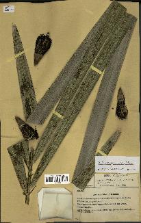spécimen de Astrocaryum sciophilum