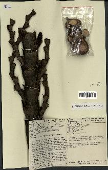 spécimen de Mauritia flexuosa