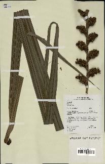 spécimen de Mauritia flexuosa