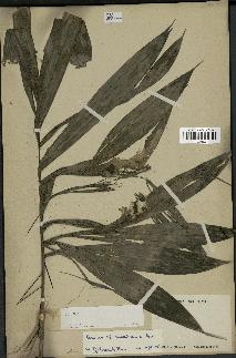 spécimen de Bactris mexicana