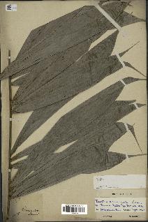 spécimen de Bactris acuminata