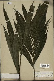 spécimen de Bactris acuminata
