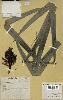 spécimen de Bactris rhaphidacantha