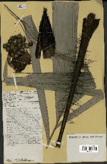 spécimen de Bactris rhaphidacantha