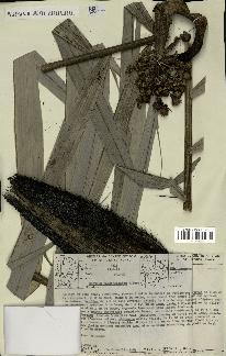 spécimen de Bactris rhaphidacantha