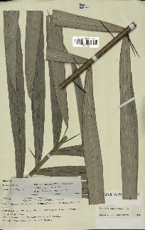 spécimen de Bactris rhaphidacantha