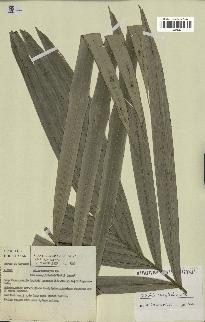 spécimen de Bactris rhaphidacantha