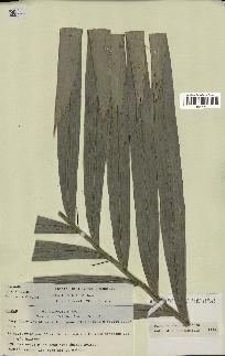 spécimen de Bactris rhaphidacantha