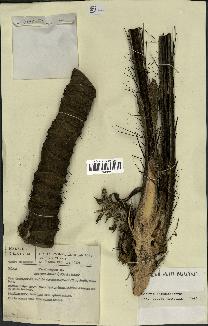 spécimen de Bactris rhaphidacantha