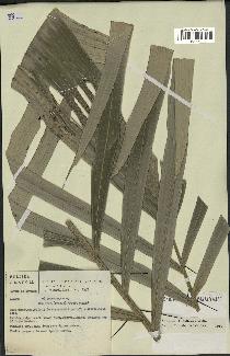 spécimen de Bactris rhaphidacantha