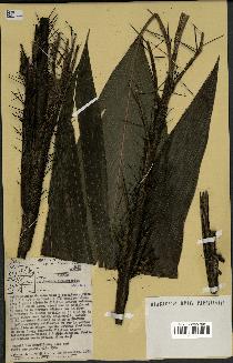 spécimen de Bactris integrifolia