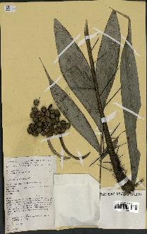 spécimen de Bactris humilis