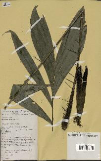 spécimen de Bactris humilis
