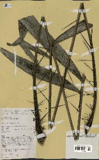 spécimen de Bactris humilis