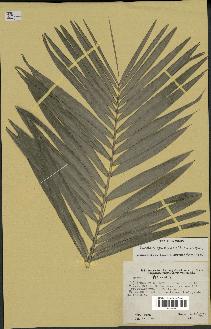 spécimen de Bactris guineensis
