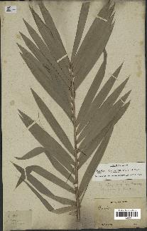 spécimen de Bactris guineensis