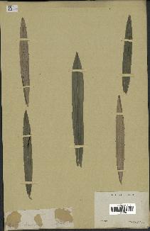 spécimen de Bactris glaucescens