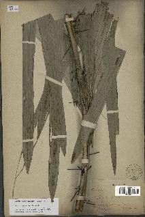 spécimen de Bactris glaucescens