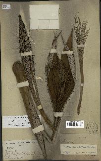 spécimen de Bactris glaucescens