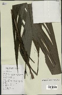 spécimen de Bactris geonomoides