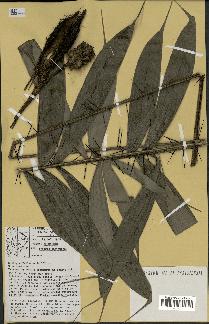 spécimen de Bactris gastoniana