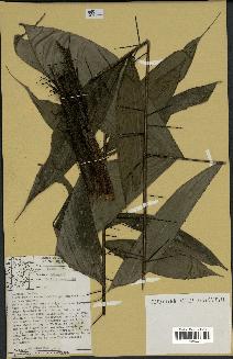 spécimen de Bactris gastoniana