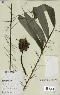 spécimen de Bactris gastoniana