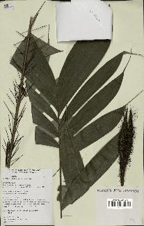 spécimen de Bactris gastoniana