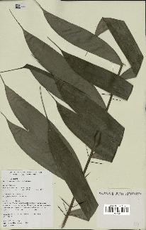 spécimen de Bactris gastoniana