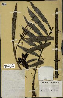 spécimen de Bactris elegans