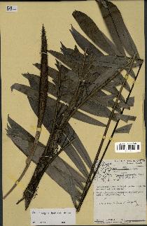 spécimen de Bactris elegans