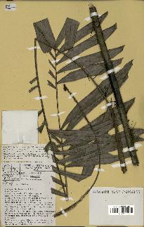 spécimen de Bactris elegans