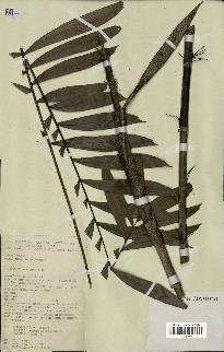 spécimen de Bactris elegans