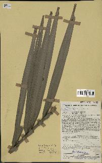 spécimen de Phoenix reclinata