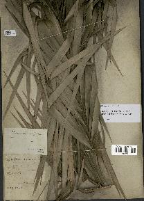 spécimen de Phoenix reclinata