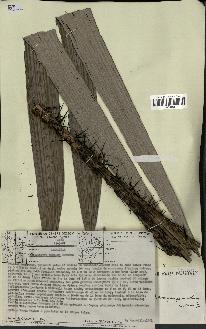 spécimen de Astrocaryum gynacanthum