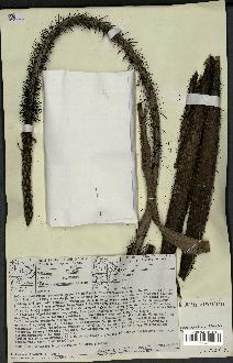 spécimen de Astrocaryum gynacanthum