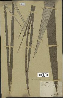 spécimen de Astrocaryum gynacanthum