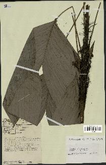 spécimen de Bactris oligocarpa