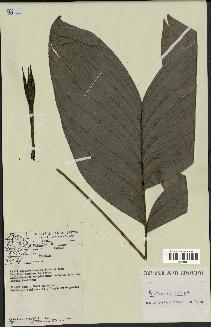 spécimen de Bactris oligocarpa
