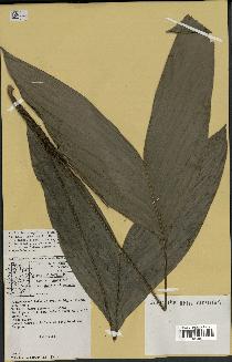 spécimen de Bactris oligocarpa