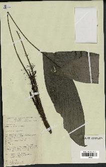 spécimen de Bactris oligocarpa