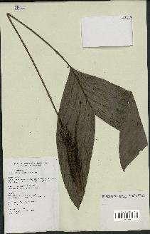 spécimen de Bactris oligocarpa