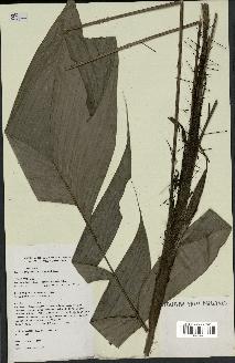 spécimen de Bactris oligocarpa