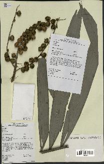 spécimen de Bactris maraja