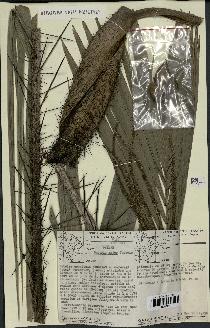 spécimen de Bactris major
